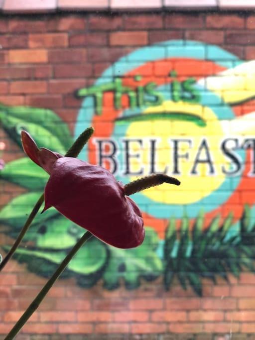 Cosy Two Bed Terraced House 7Min Drive From City Belfast Exteriér fotografie
